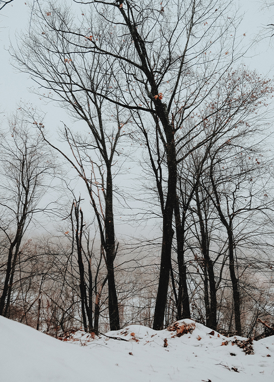barren trees in the winter