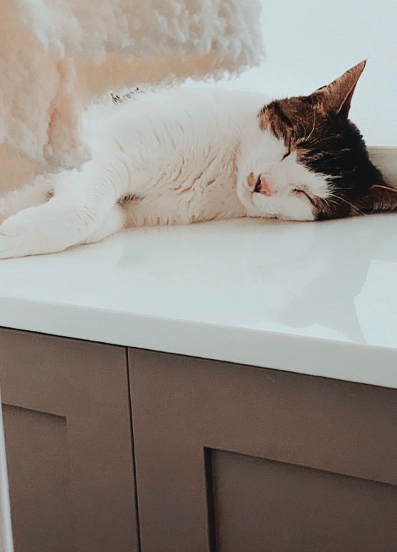 a cat sleeping on a counter